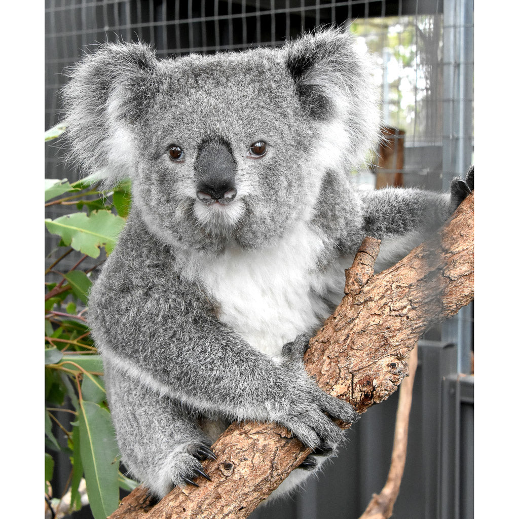 Marcus &amp; Marcus Baby Bib - Koala