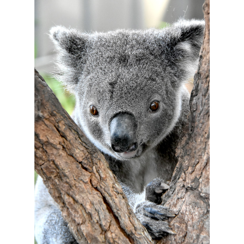 Marcus &amp; Marcus Baby Bib - Koala
